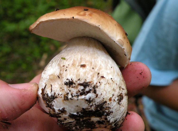 Tutti Boletus edulis?